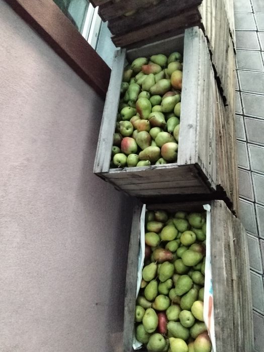 Продам груши оптом