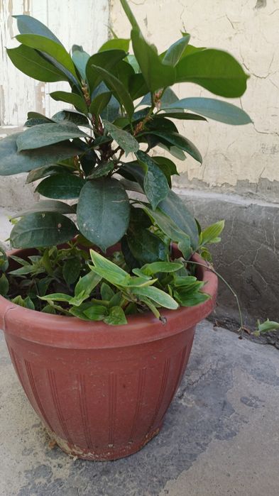 Manzarali gullar