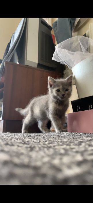 Zottor mushuklar sotiladi skotish fold va skotish strytlar