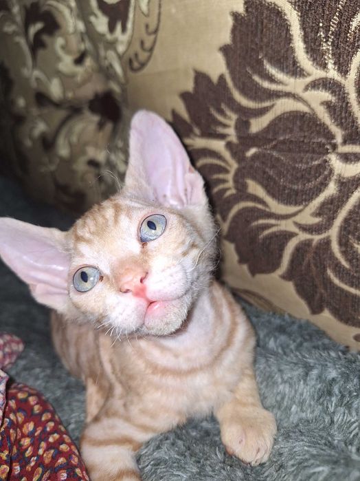 Донского Сфинкса котята продам