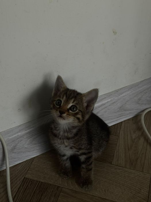 Котятки в любящие руки