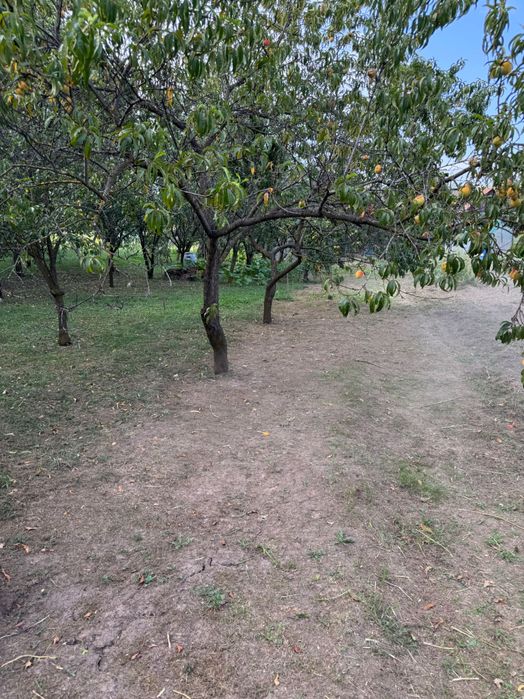 Curat gradini / Curat terenuri