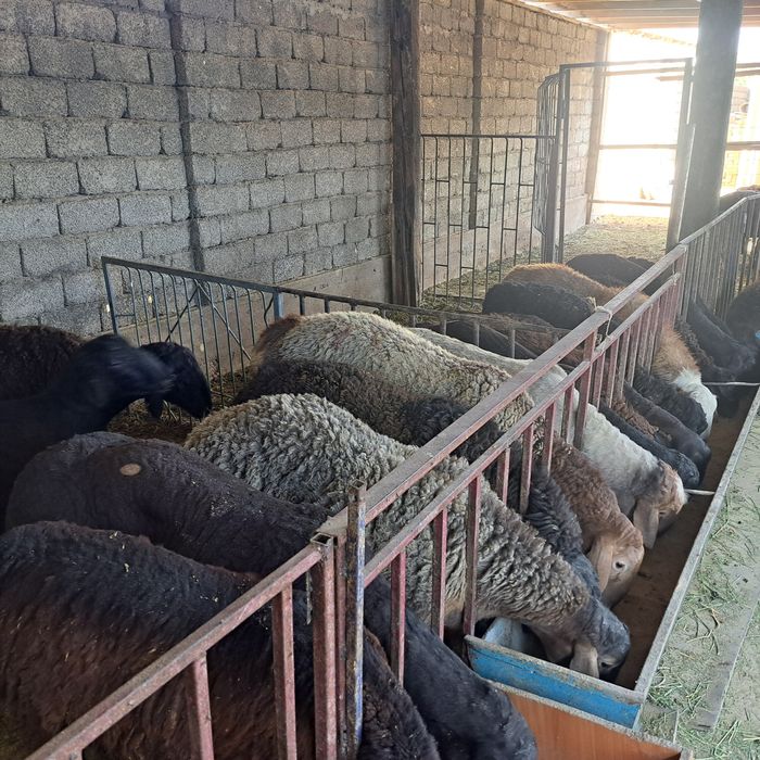 Семиз кошкар койлар