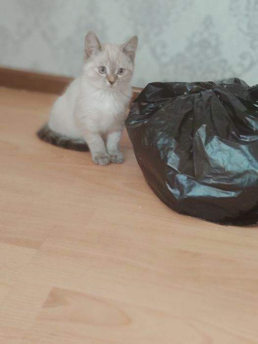 Отдам котят в добрые руки