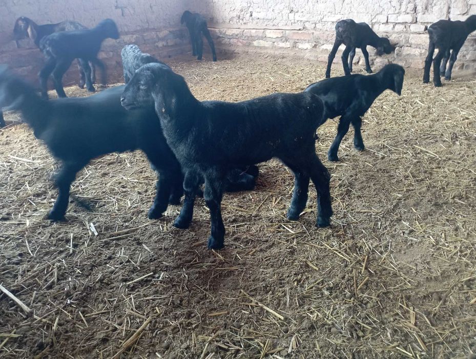 Куйлар сотилади тугган ва бугоз