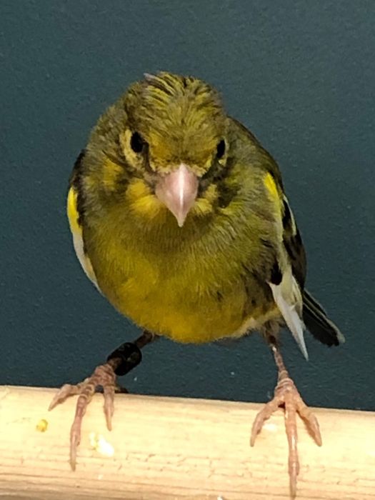 Канарейка кенор самец Италия