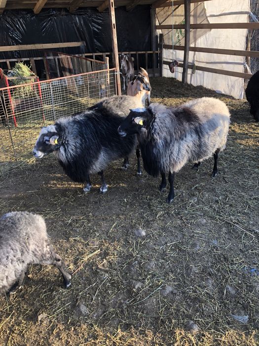 Oi romanov disponibile