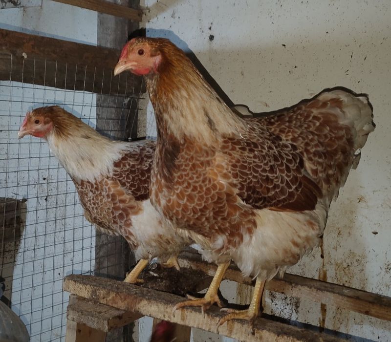 инкубационные яйца