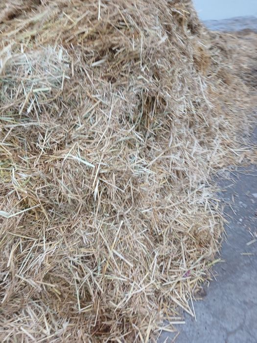 Tekinga sholi samon bervoriladi