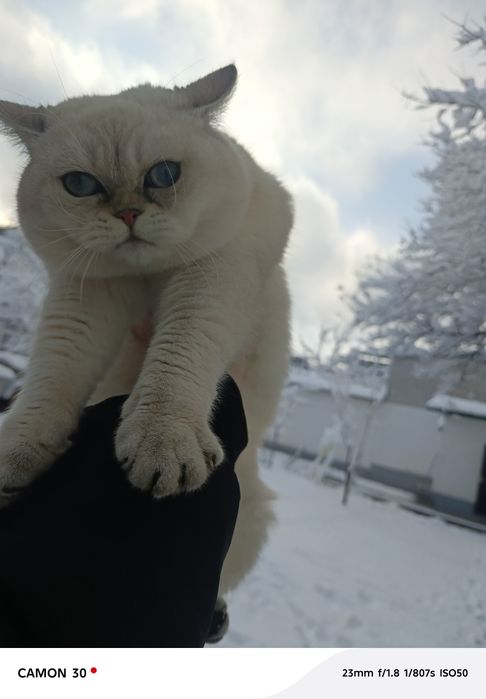 Вязка!    Британ