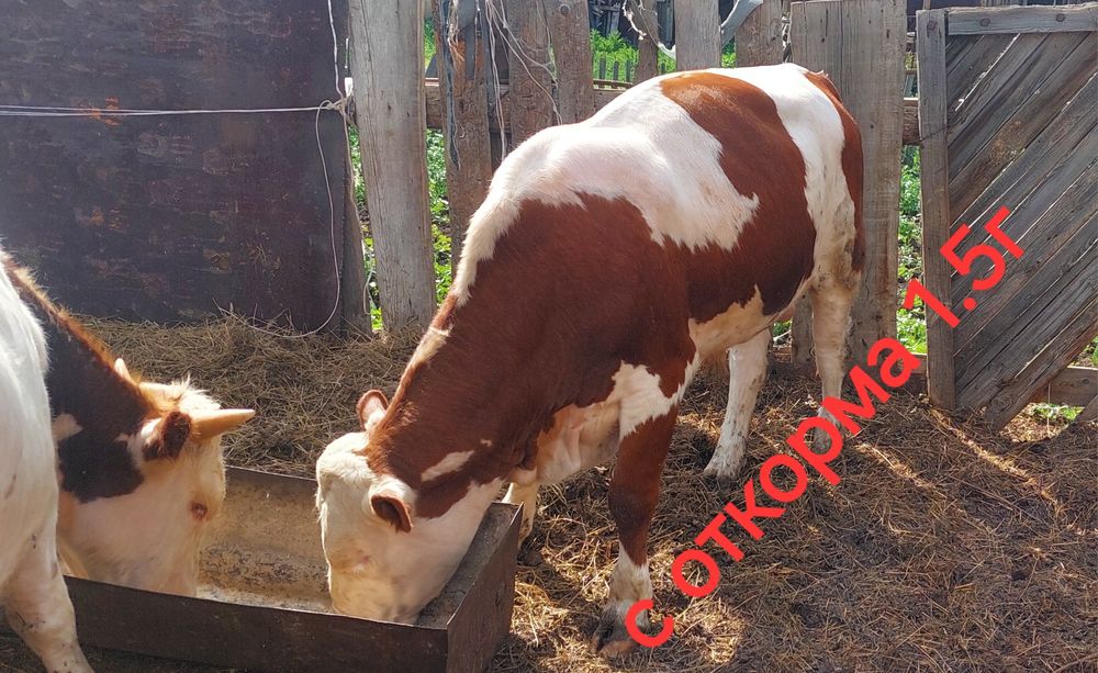 Продаются быки с откорма, со степи.