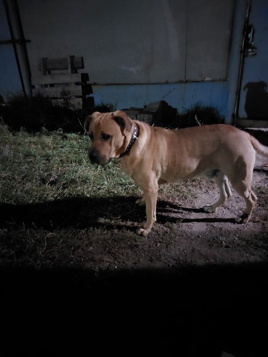 Отдам в добрые руки