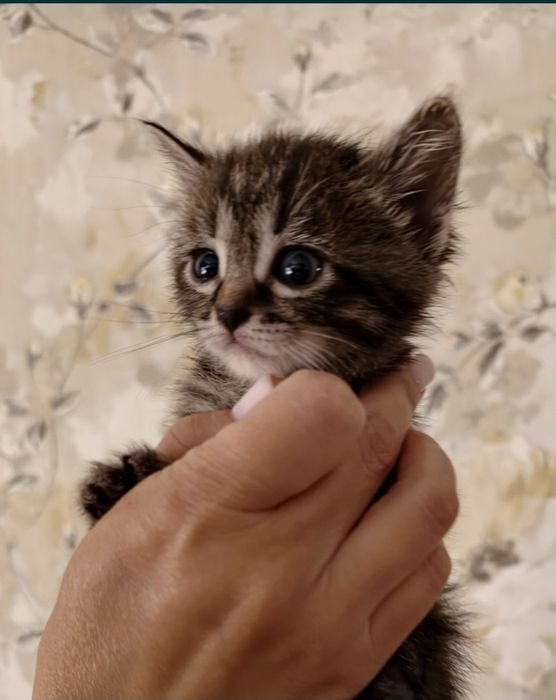 Котята мальчики и одна девочка