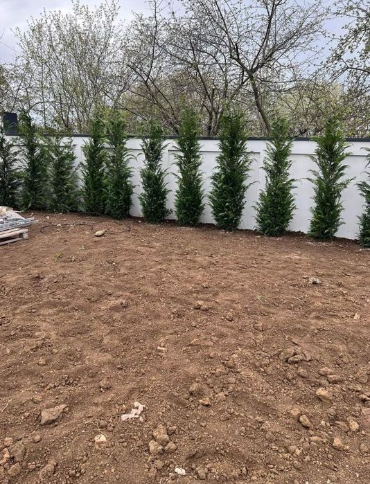 Chiparos leylandi 2.5m