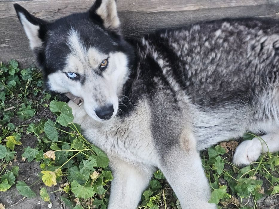 2  Husky Siberian adulți, sănătoși și jucăuși