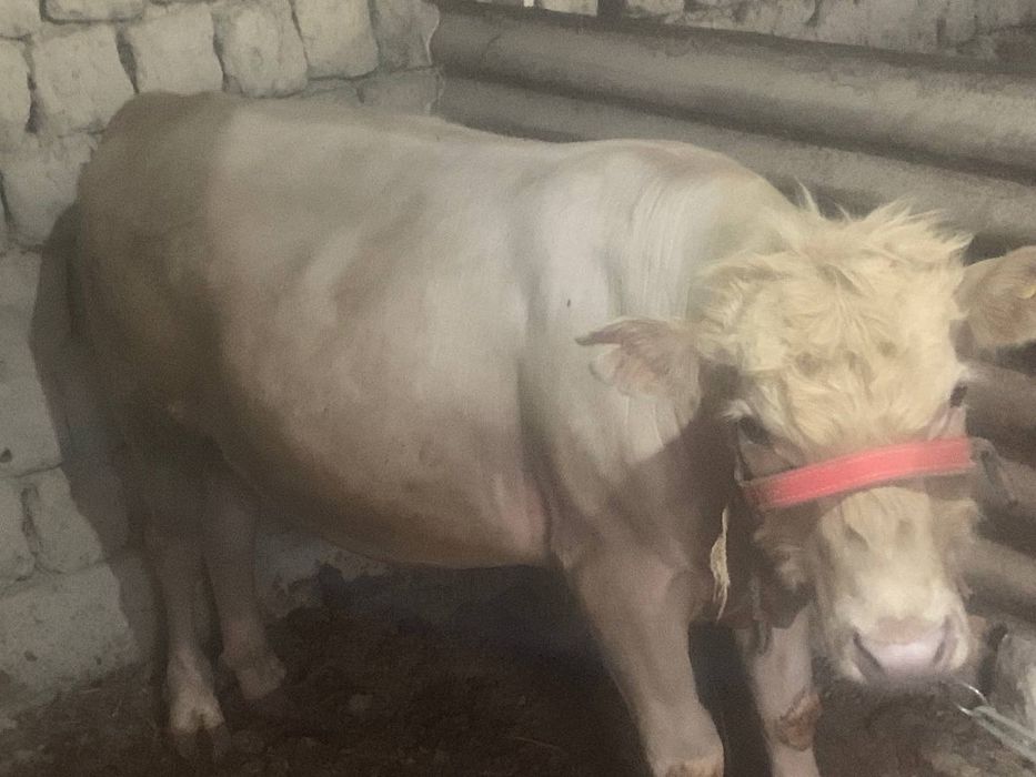 Симентал букалар