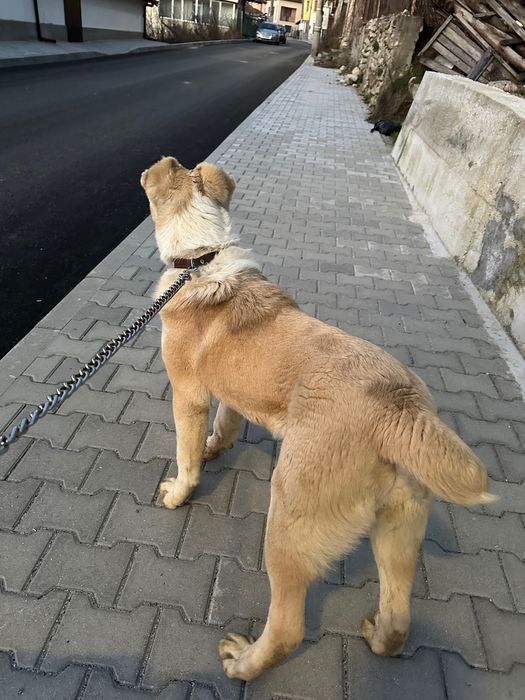 Кучето е на 6 месеца