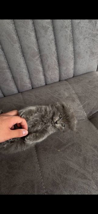 Scottish fold va stright zotli mushuklar