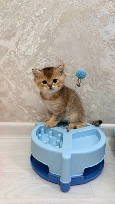 Шотландские прямоухие котята (Scottish Straight)