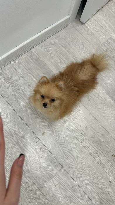 Шпиц померанский продаеться