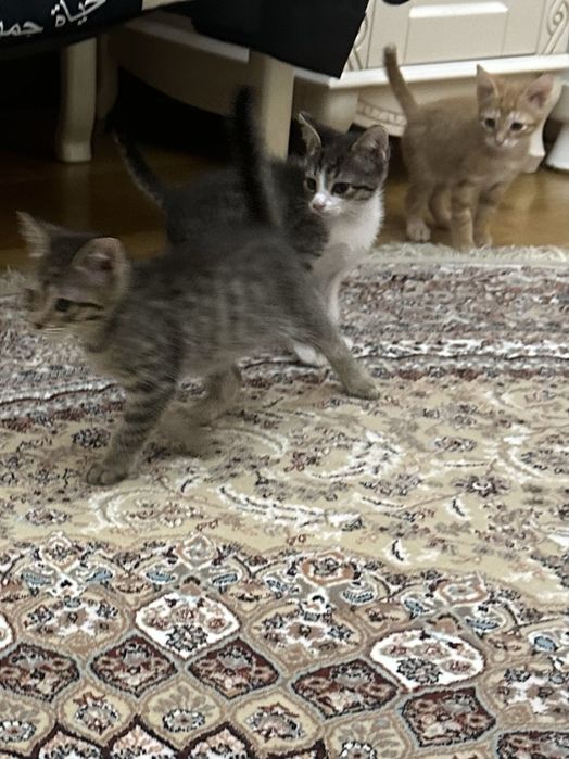 Кошка с котятами в добрые руки