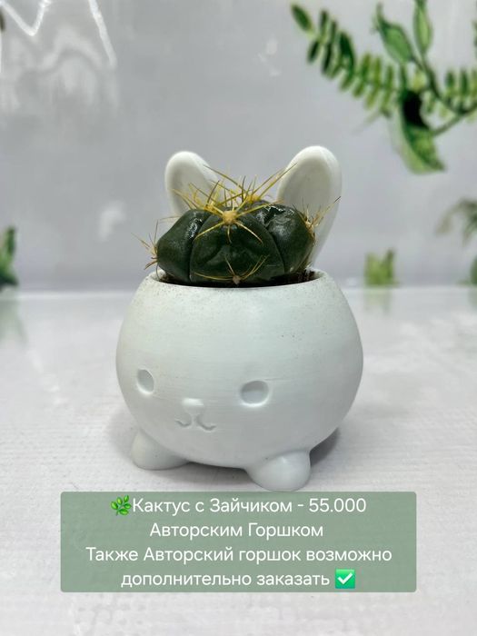 Кактусы, Криптантус, Хавортия  и др