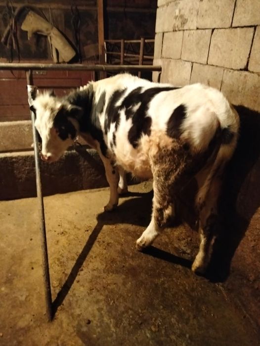 Продам  тёлочку.