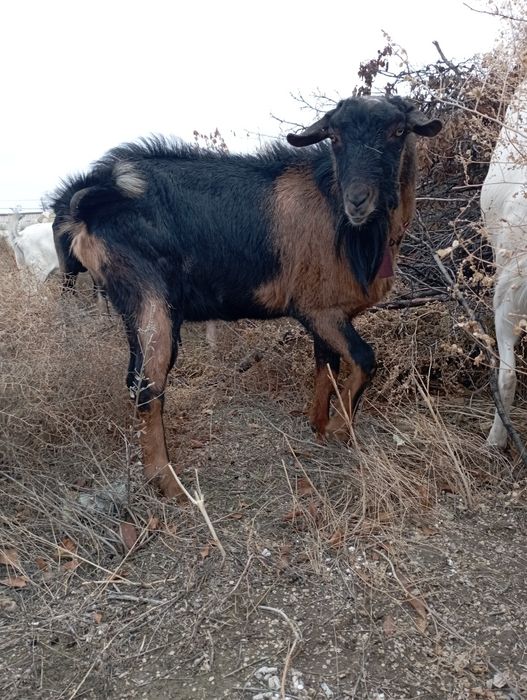 Козел альпийский ЧП