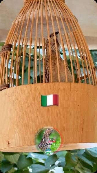 Bedana Italiya sotiladi