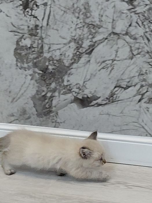 Вислоухий котёнок
