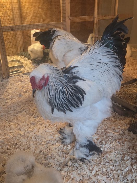 Cocosi Brahma Hd tineri