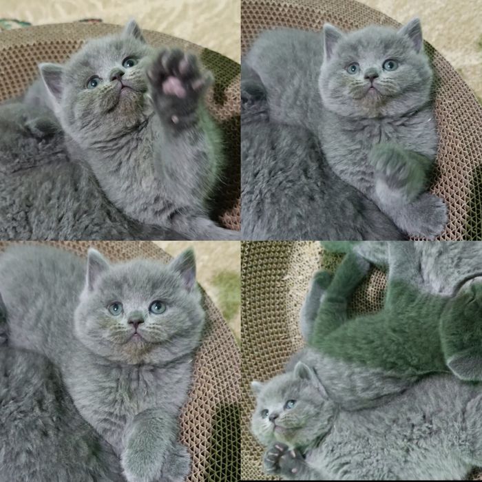 Продаются породистые котята Скоттиш-страйт