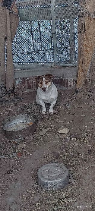 Вязка Джек Рассел