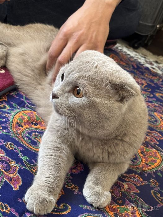 кошкi mushuk hammasi kamplekt bor narsalari