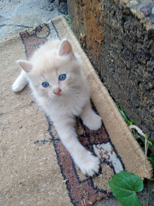 Котята британцы.
