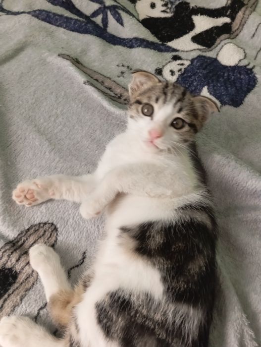 Вислоухий котëнок