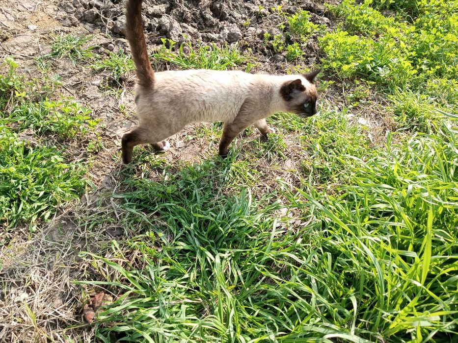 Mushuk momiq кошки