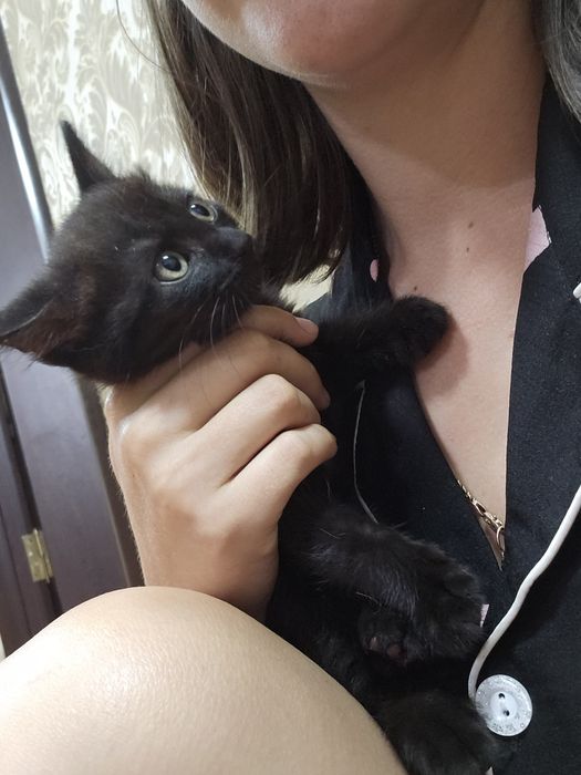 Отдам котят (2х месячные)
