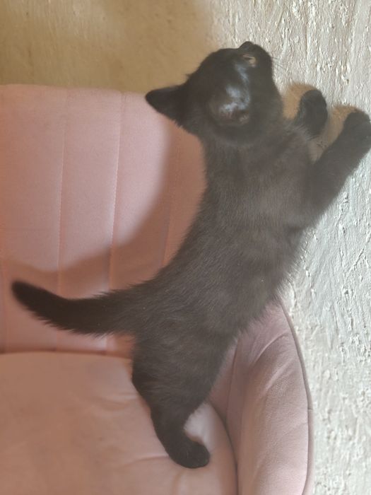 Чистопородный Британский кот