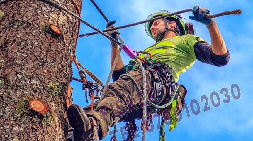 Taiere copaci, toaletare pomi, plop, brad, tei, nuc, cires, Pitesti
