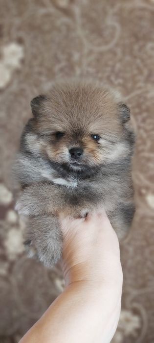 Щпицы щенки девочки и мальчики