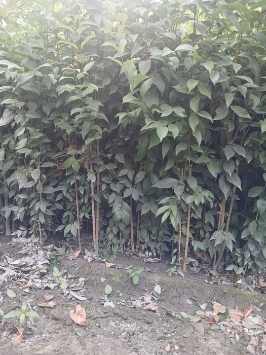Buruchina sensalari