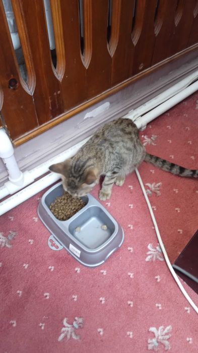 Отдадим даром кошку!