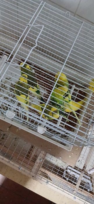 Папугай валнистый