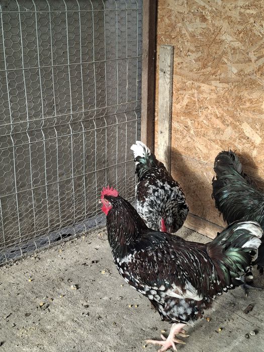 Cocosi australorp si sussex portelan