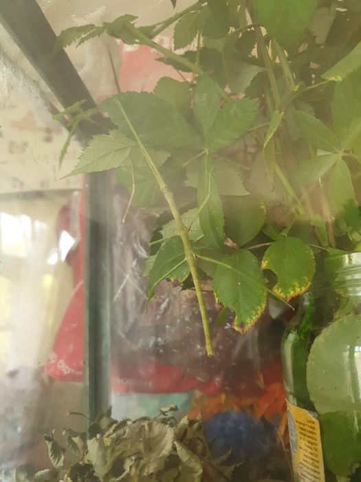 Палочники насекомые