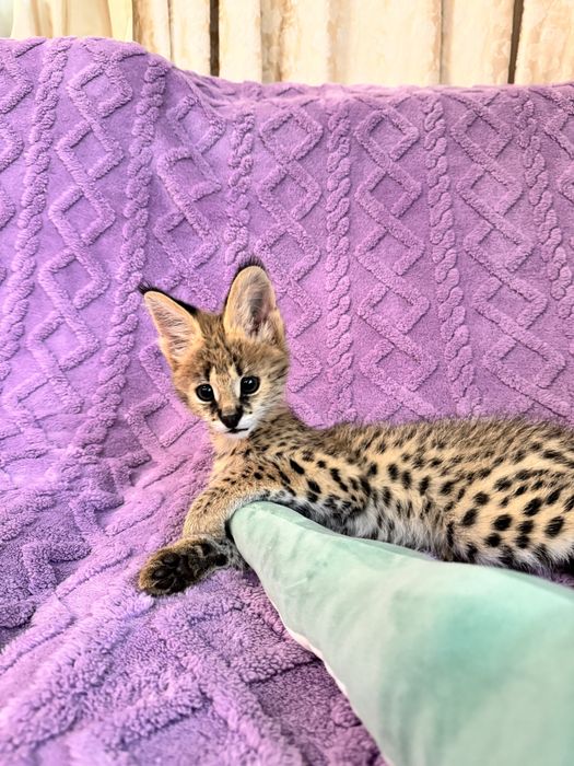 Сервал . Кошечка . Чистокровная