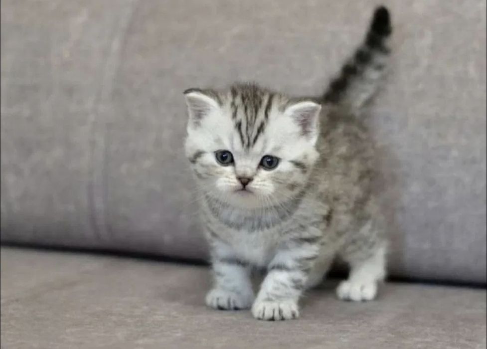 Британские котята