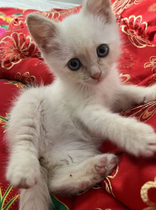 Котёнок 1,5 месяца