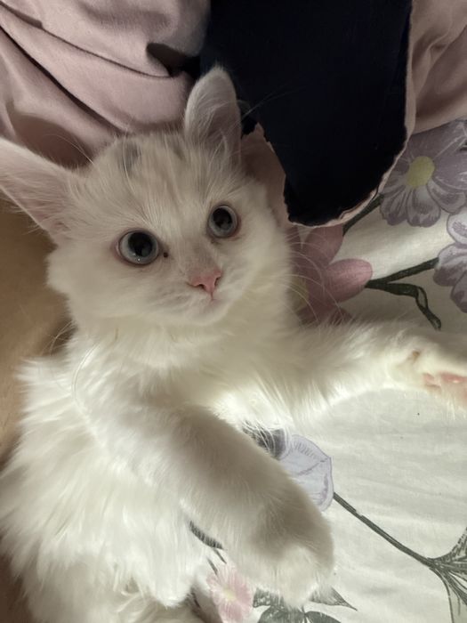 Отдам котетка в добрые руки!